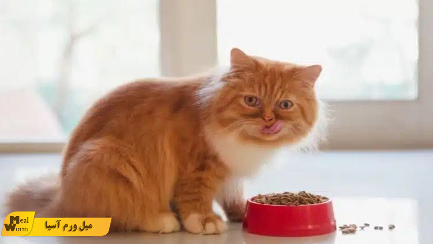غذای رفلکس برای گربه