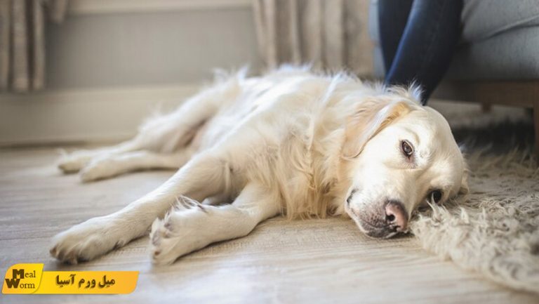 دلایل مرگ ناگهانی سگ