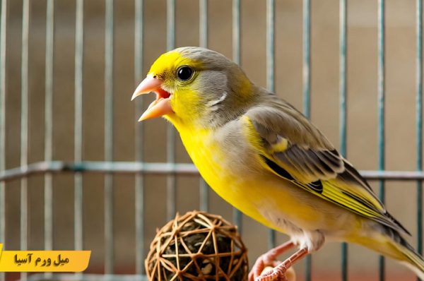وسایل بازی و تقویت ذهن پرندگان خانگی