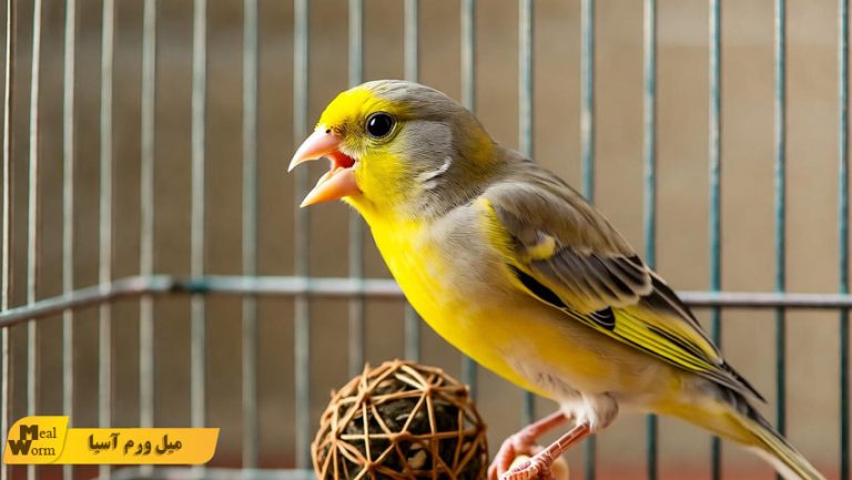 وسایل بازی و تقویت ذهن پرندگان خانگی