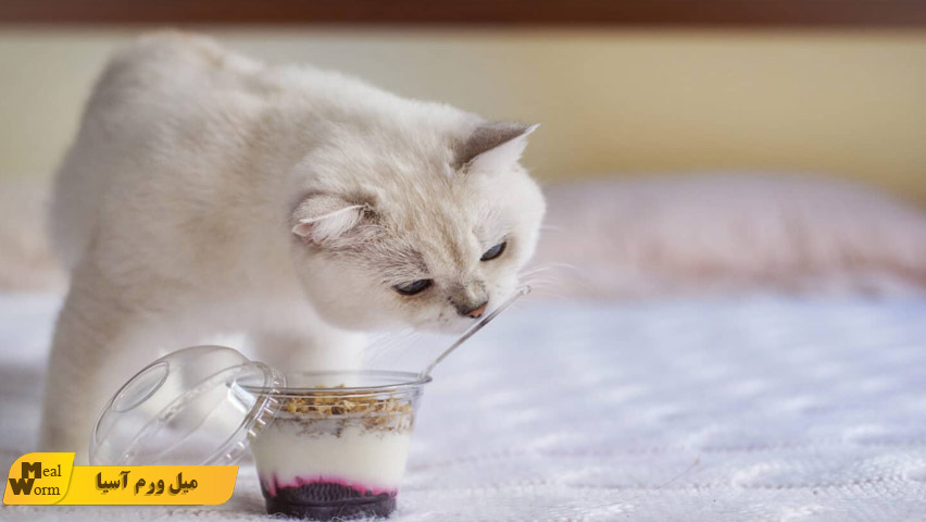 ماست برای گربه