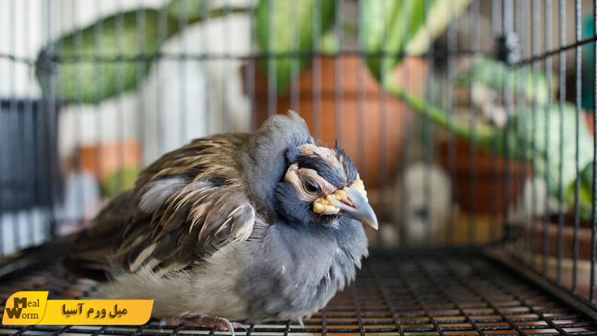 بیماری های قارچی در مرغ مینا