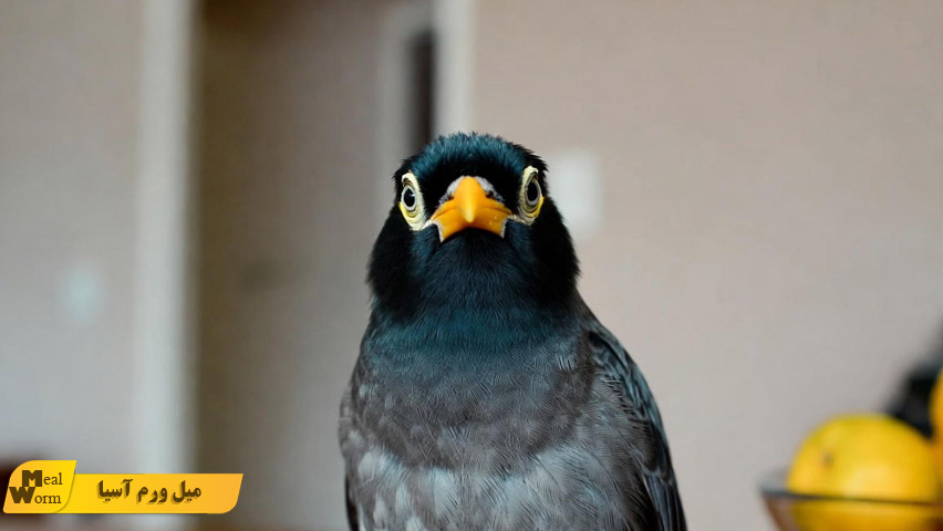 بیماری های گوارشی در مرغ مینا