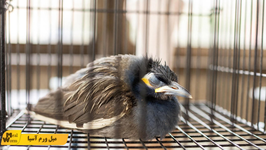 بیماری های قارچی در مرغ مینا