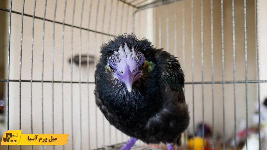 کبود شدن یا تغییر رنگ منقار و پاهای مرغ مینا