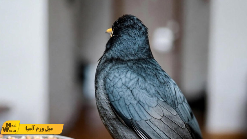 بیماری های گوارشی در مرغ مینا