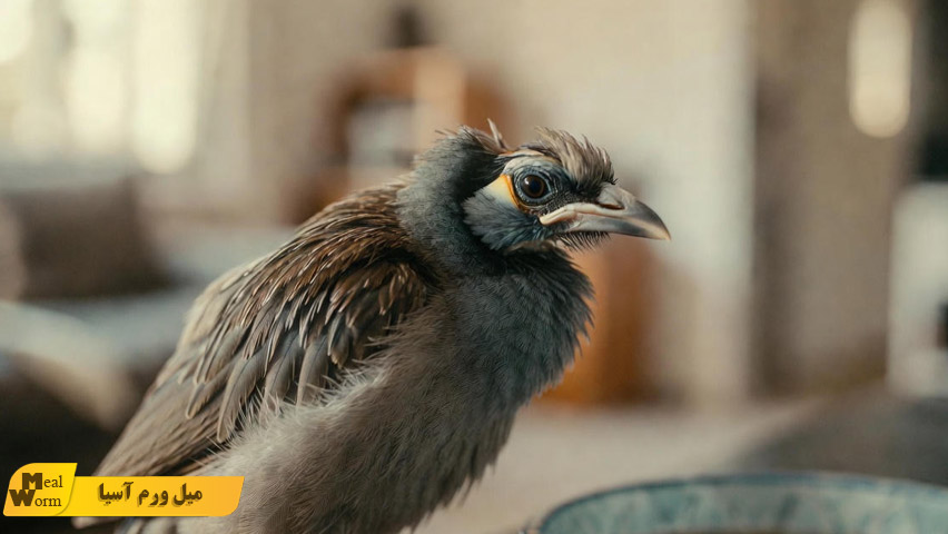 بیماری های قارچی در مرغ مینا