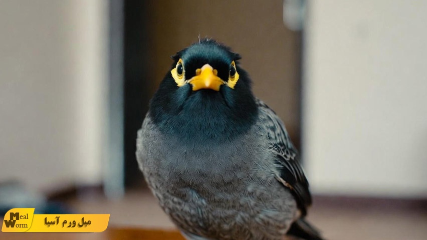 بیماری های گوارشی در مرغ مینا