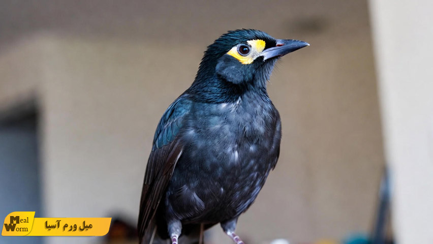 کبود شدن یا تغییر رنگ منقار و پاهای مرغ مینا