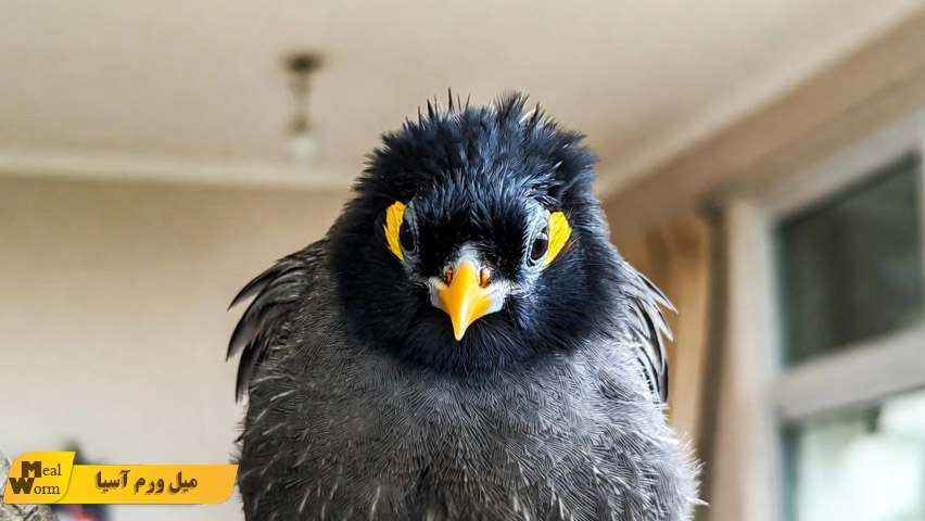 بیماری های گوارشی در مرغ مینا