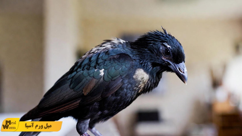 کبود شدن یا تغییر رنگ منقار و پاهای مرغ مینا