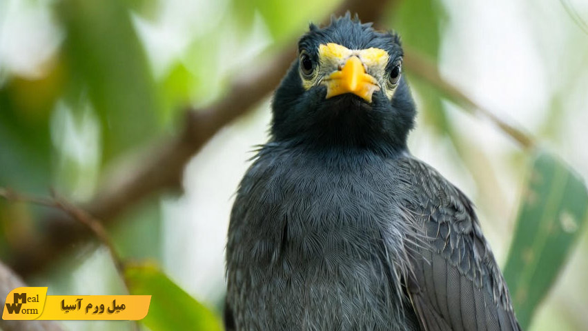 بیماری های گوارشی در مرغ مینا