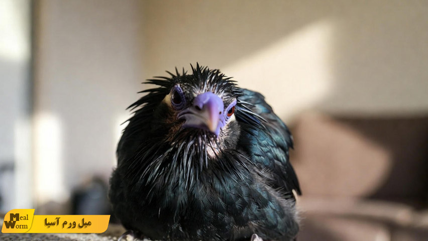 کبود شدن یا تغییر رنگ منقار و پاهای مرغ مینا