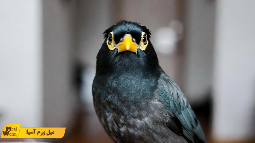 بیماری های گوارشی در مرغ مینا