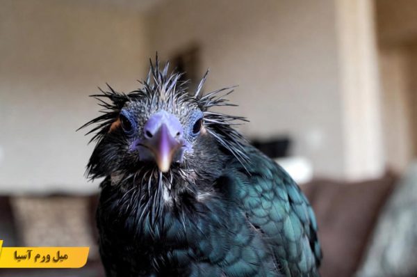 کبود شدن یا تغییر رنگ منقار و پاهای مرغ مینا