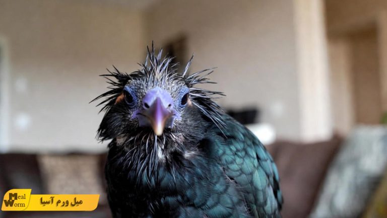 کبود شدن یا تغییر رنگ منقار و پاهای مرغ مینا