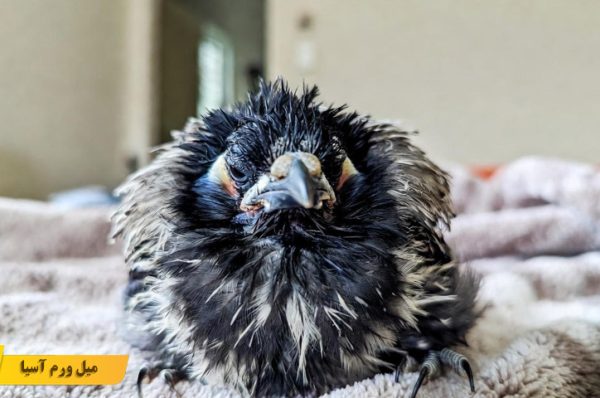 بیماری های قارچی در مرغ مینا