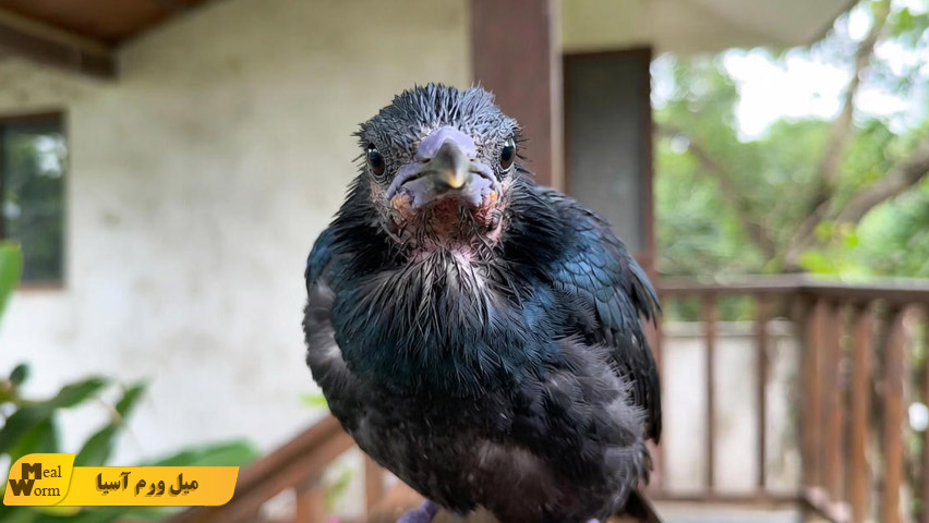 کبود شدن یا تغییر رنگ منقار و پاهای مرغ مینا