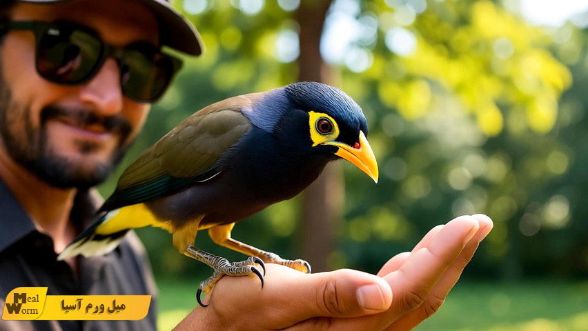 داروهای ضروری درمان مرغ مینا