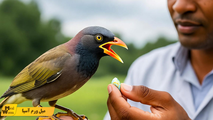 داروهای ضروری درمان مرغ مینا