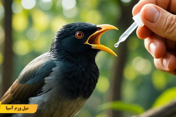 بیماری های مرغ مینا