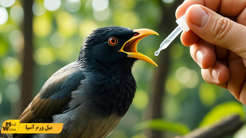 بیماری های مرغ مینا