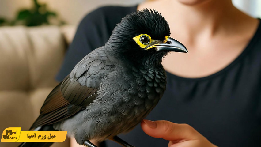 بیماری های مرغ مینا و نحوه پیشگیری