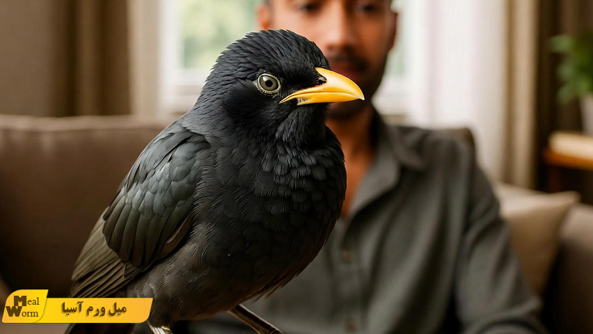 بیماری های مرغ مینا و نحوه پیشگیری