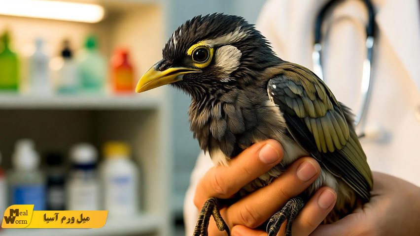 بیماری های مرغ مینا و نحوه پیشگیری