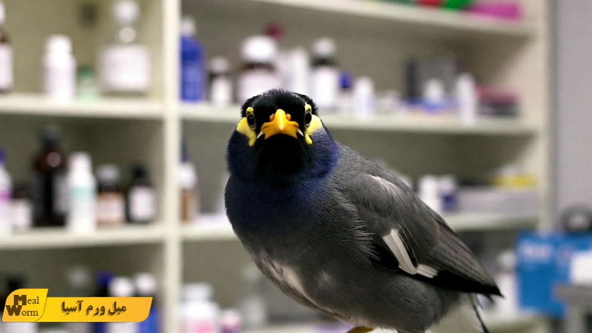 مشکلات تنفسی در مرغ مینا