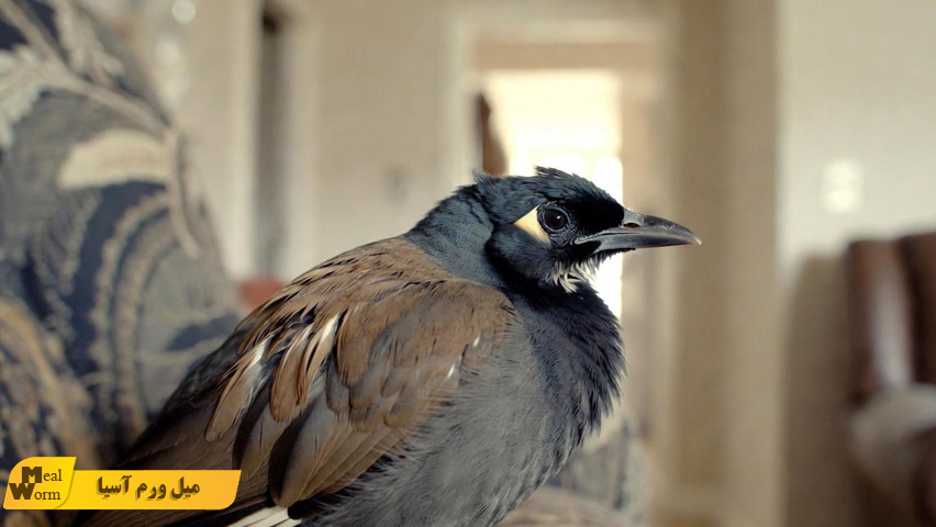 مشکلات تنفسی در مرغ مینا