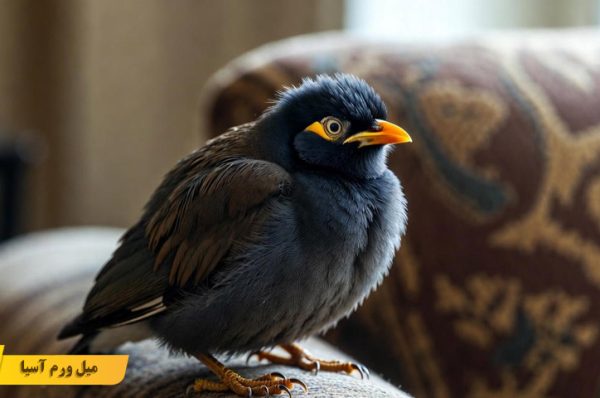 مشکلات تنفسی در مرغ مینا