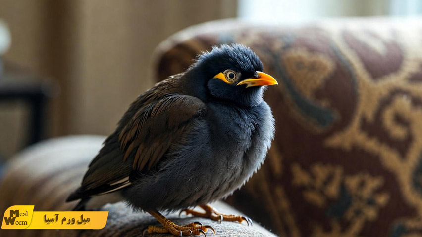 مشکلات تنفسی در مرغ مینا