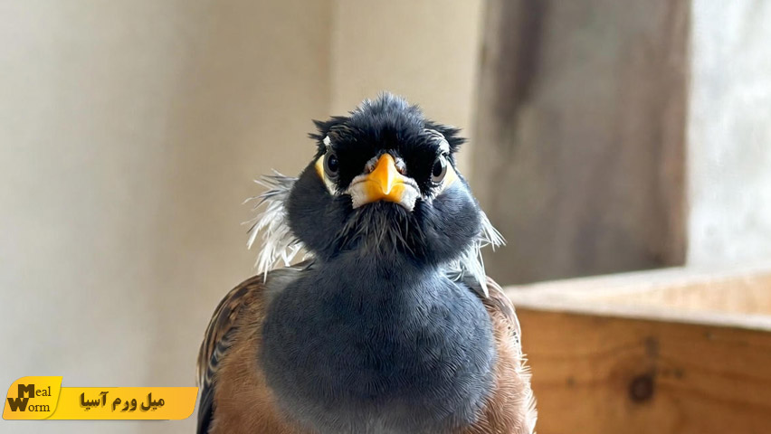 مشکلات تنفسی در مرغ مینا