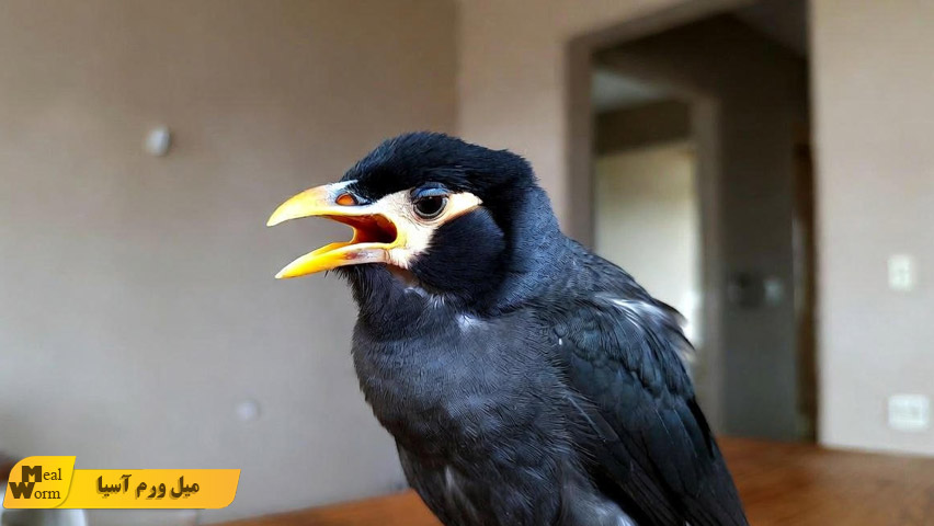 مشکلات تنفسی در مرغ مینا