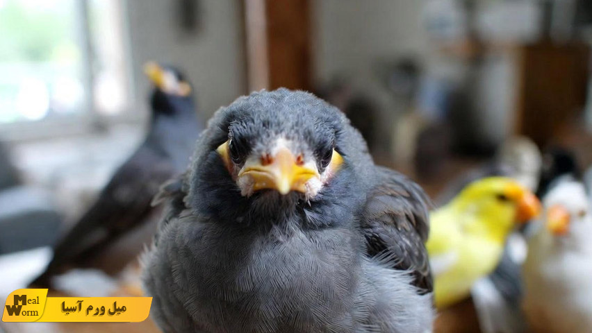 انتقال بیماری ‌های عفونی بین مرغ مینا و دیگر پرندگان