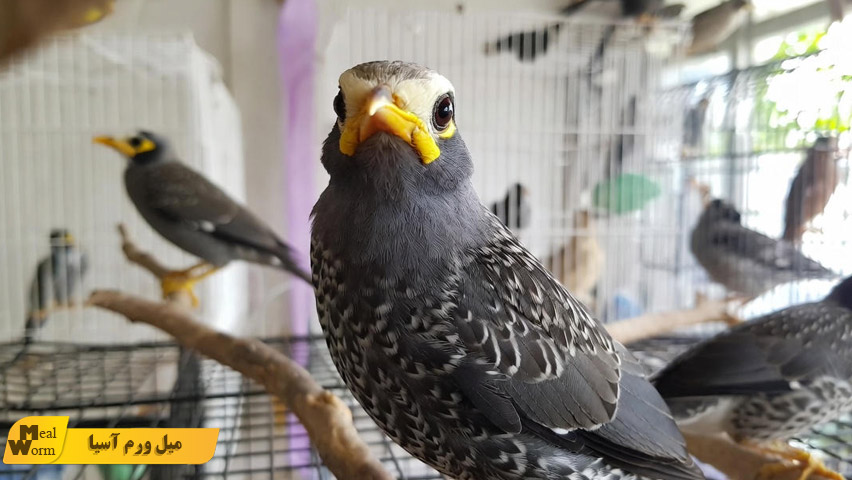 انتقال بیماری ‌های عفونی بین مرغ مینا و دیگر پرندگان