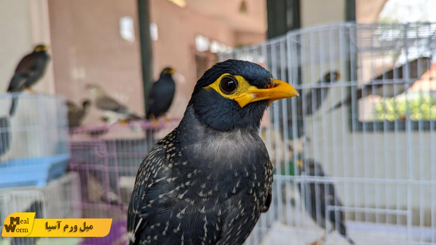 انتقال بیماری ‌های عفونی بین مرغ مینا و دیگر پرندگان