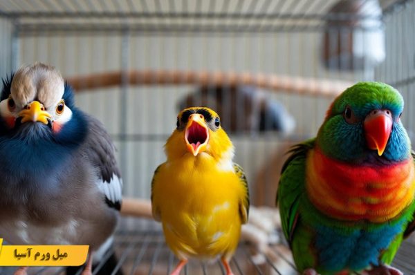 انتقال بیماری ‌های عفونی بین مرغ مینا و دیگر پرندگان