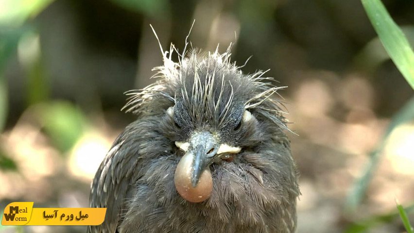 درمان انگل و شپش در مرغ مینا