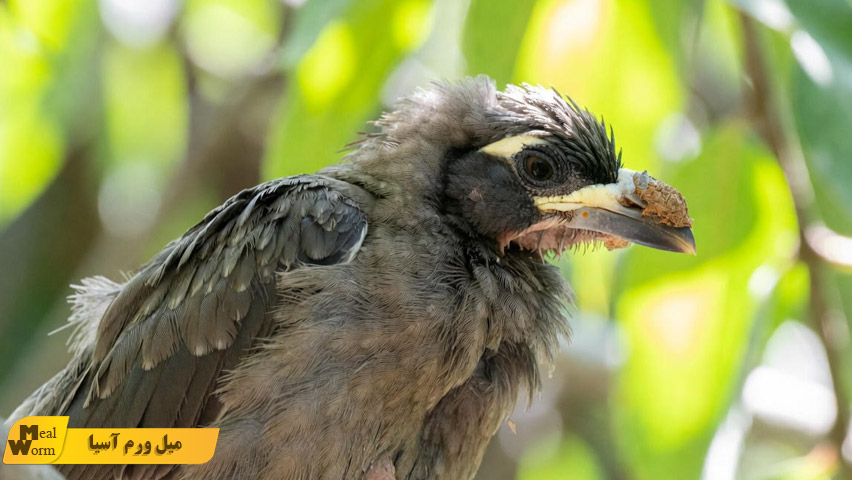 درمان انگل و شپش در مرغ مینا