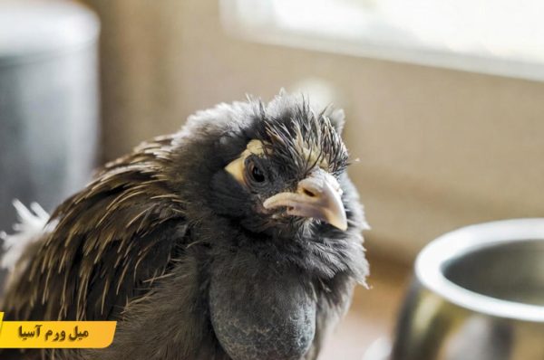 درمان انگل و شپش در مرغ مینا