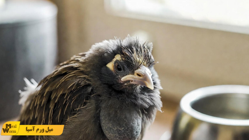 درمان انگل و شپش در مرغ مینا