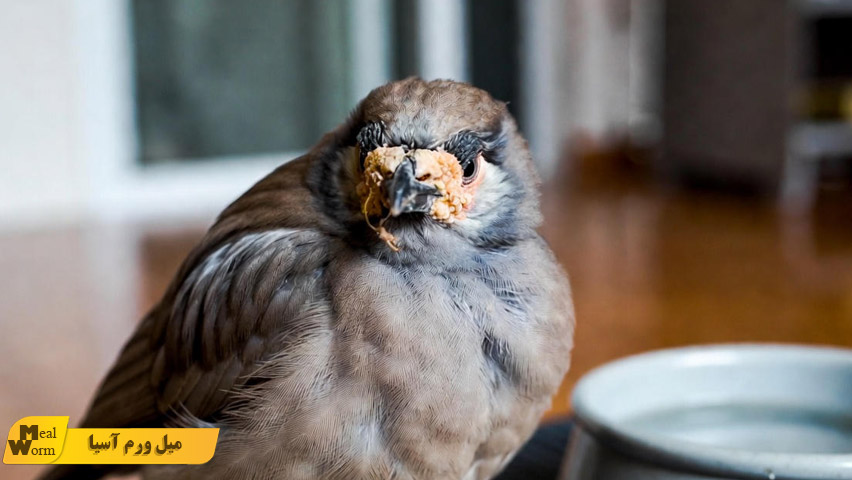 درمان انگل و شپش در مرغ مینا