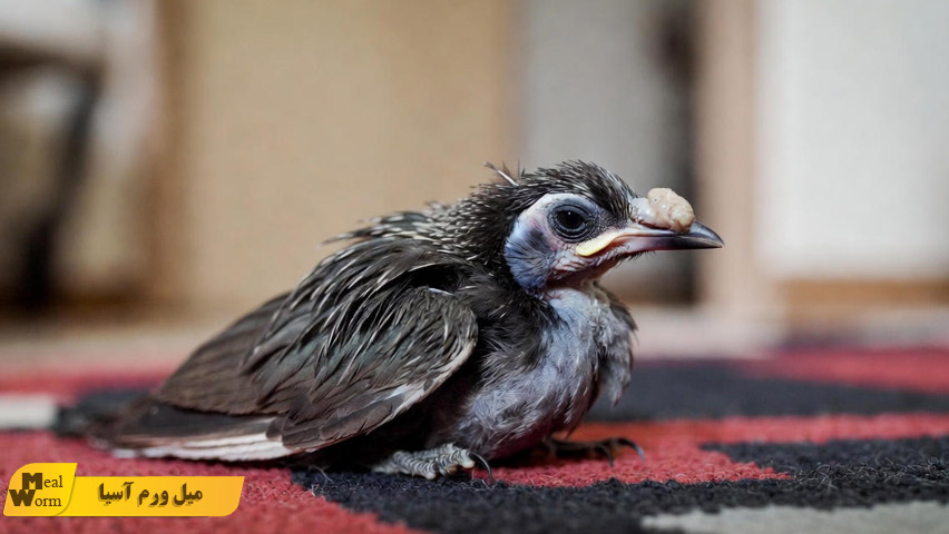 درمان انگل و شپش در مرغ مینا