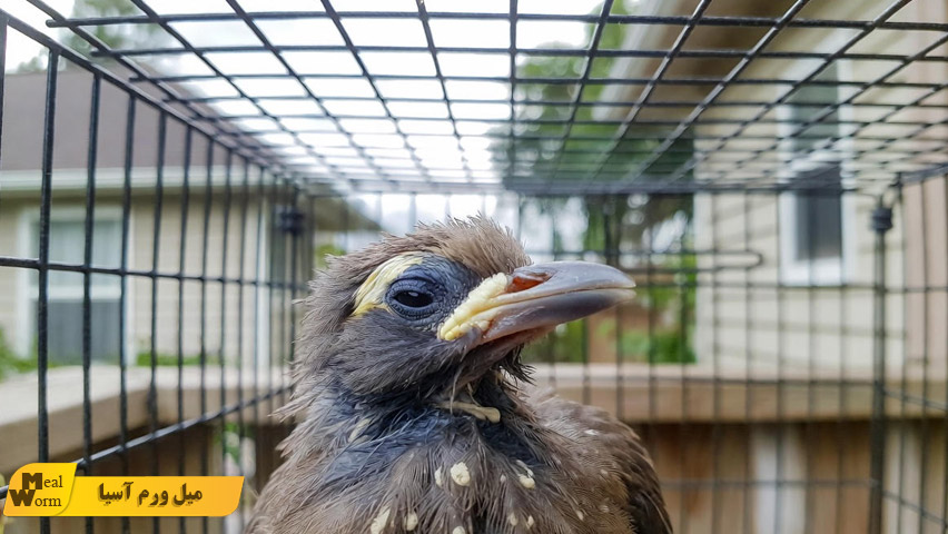 درمان انگل و شپش در مرغ مینا