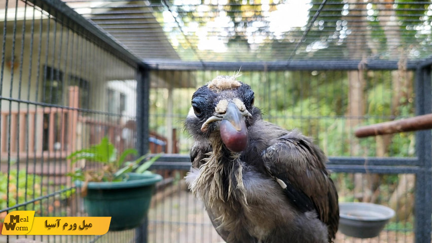 درمان انگل و شپش در مرغ مینا