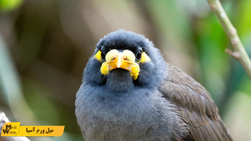 اسهال در مرغ مینا