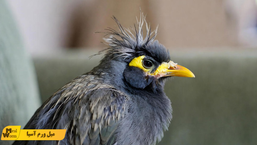 اسهال در مرغ مینا