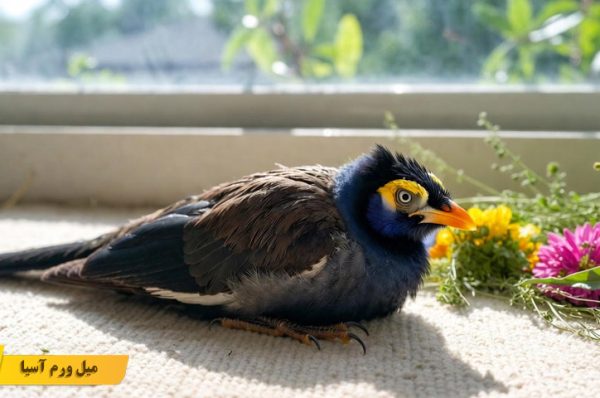 درمان اسهال در مرغ مینا